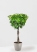 Фикус Амстел Кинг переплетенный 35/160 см в CLASSICO COLOR 43