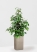 Фикус Бенджамина Экзотика 27/150 см в CANTO STONE HIGH 30
