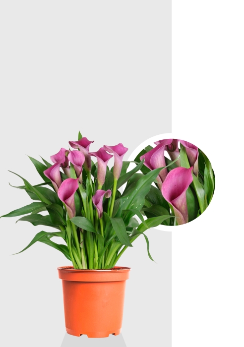 Калла розовая 12/35 см