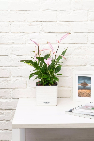 Спатифиллум розовый 13/40 см