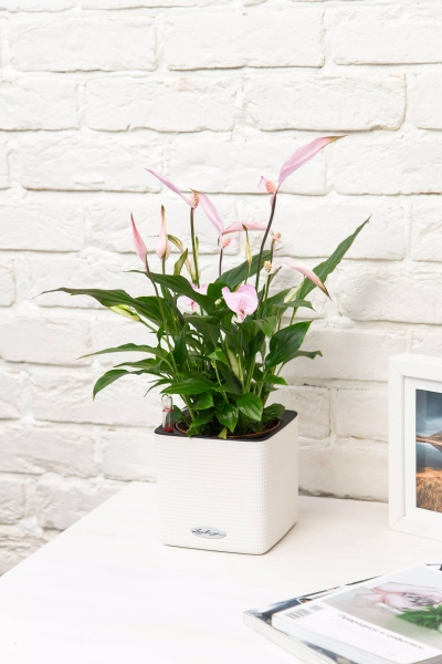 Спатифиллум розовый 13/40 см