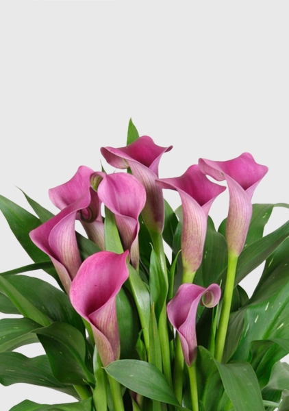 Калла розовая 12/35 см в CUBE Color 14