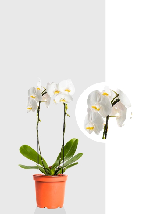 Орхидея Фаленопсис белая каскад 12/50 см
