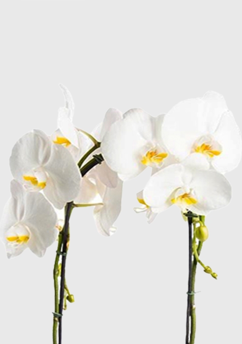 Орхидея Фаленопсис белая каскад 12/50 см