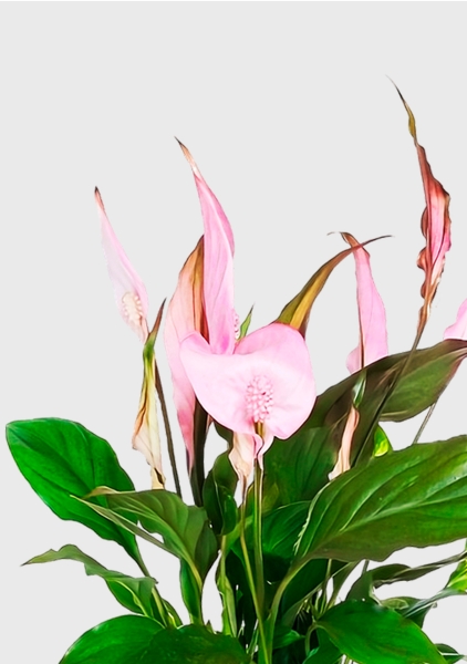 Спатифиллум розовый 13/40 см в CLASSICO COLOR 18 Спатифиллум розовый 13/40 см в CLASSICO COLOR 18