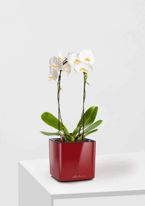 Орхидея Фаленопсис белая каскад 12/50 см в CUBE GLOSSY 14