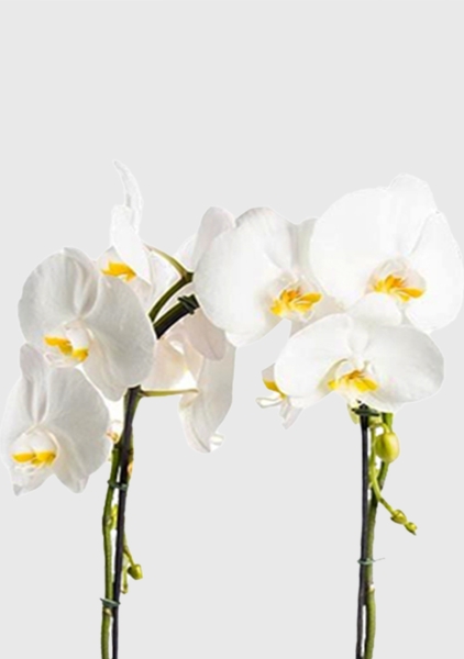 Орхидея Фаленопсис белая каскад 12/50 см в CUBE GLOSSY KISS 14