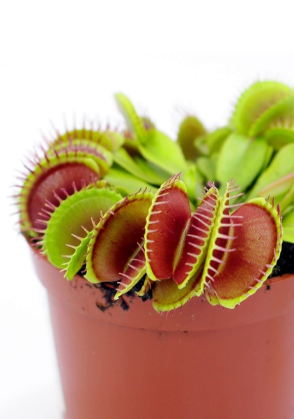 Венерина мухоловка 10 см в PURO 20