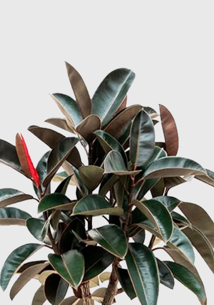 Фикус Эластика Абиджан на стволе 38/200 см