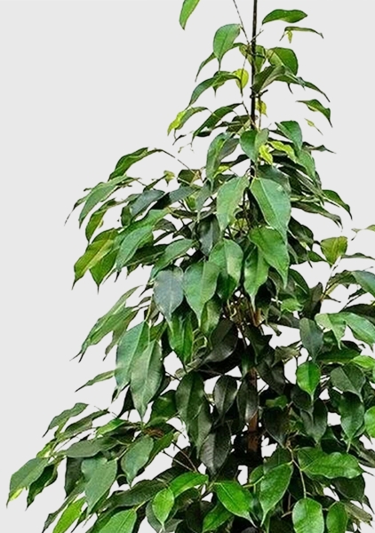 Фикус Бенджамина Экзотика 27/150 см в CUBICO COLOR 30 Фикус Бенджамина Экзотика 27/150 см в CUBICO COLOR 30