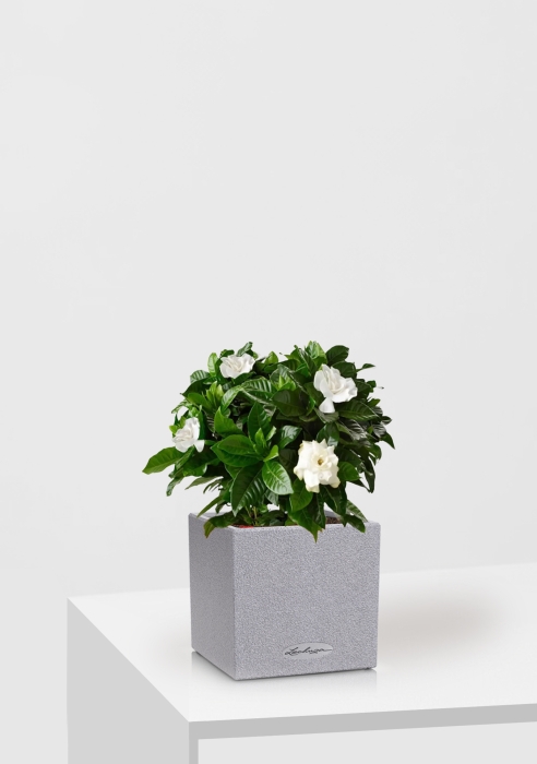Гардения 12/30 см в CANTO STONE 14, серый камень