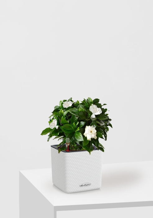 Гардения 12/30 см в CUBE COLOR 14, белый