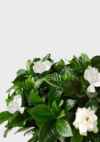 Гардения 12/30 см в CUBE GLOSSY 14 Гардения 12/30 см в CUBE GLOSSY 14