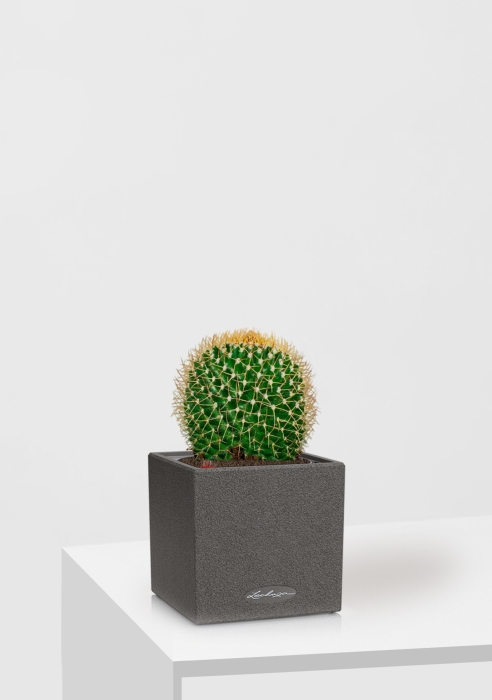 Кактус Маммиллярия Полителе 12/20 см в CANTO STONE 14, графитовый черный