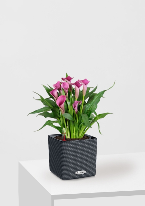 Калла микс 12/35 см в CUBE COLOR 14, серый