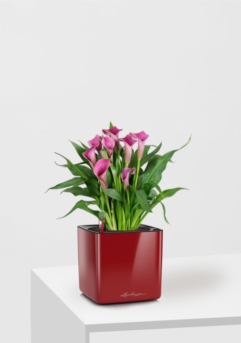 Калла микс 12/35 см в CUBE GLOSSY 14, ярко-красный блестящий