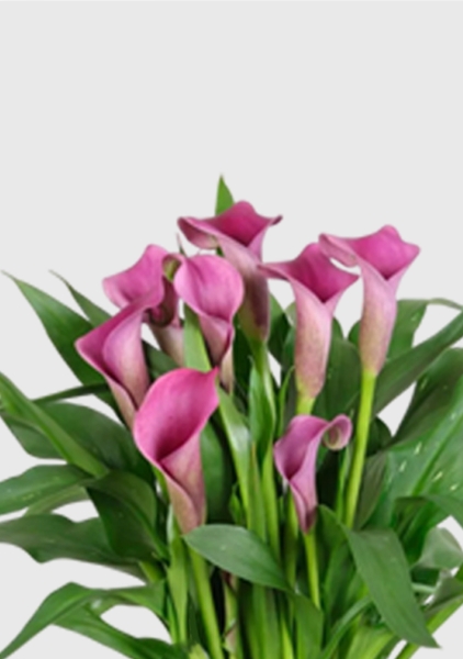 Калла микс 12/35 см в CUBE GLOSSY KISS 14