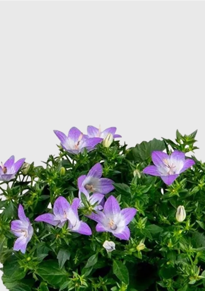 Кампанула Амбелла 12/25 см в CUBE COLOR 14