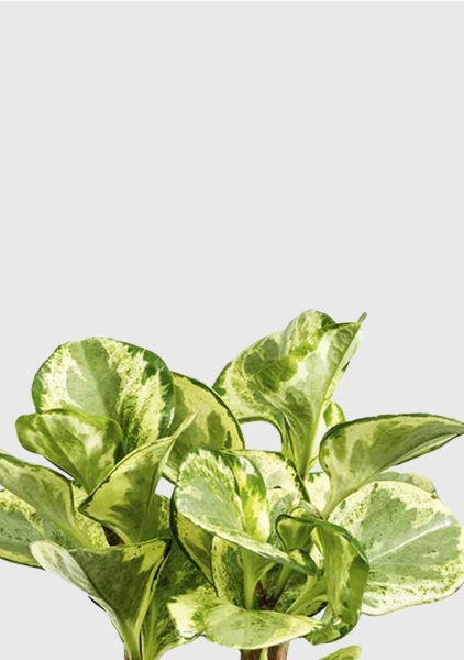 Пеперомия Голден Гейт 14/20 см в PURO 20