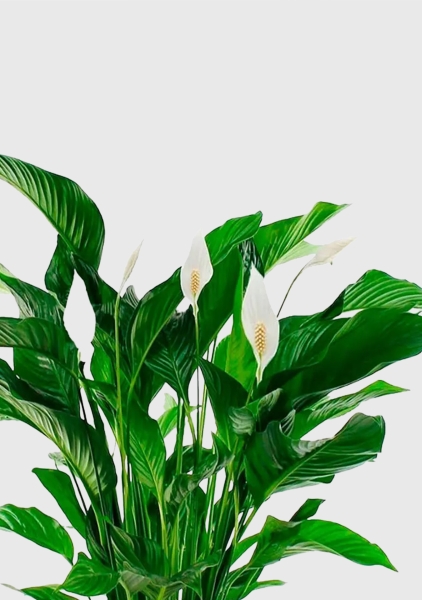 Спатифиллум Свит 24/110 см Спатифиллум Свит 24/110 см