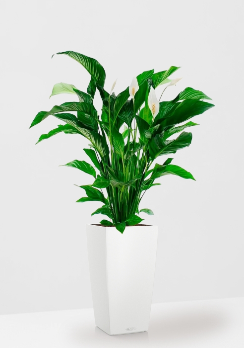Спатифиллум Свит 24/110 см в CUBICO COLOR 30, белый