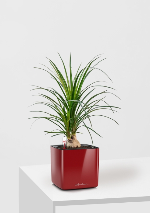 Нолина Спутник в CUBE Glossy 14, ярко-красный блестящий