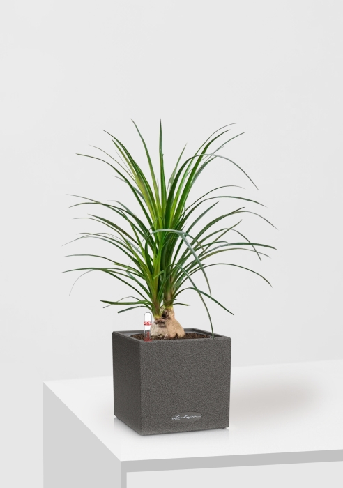 Нолина Спутник в CANTO STONE 14, графитовый черный