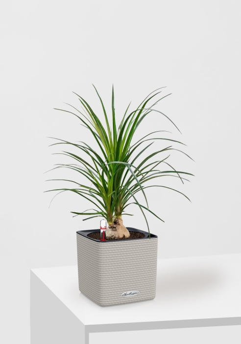 Нолина Спутник в CUBE 14, песочно-коричневый