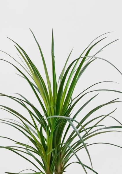 Нолина Спутник 12/40 см в CUBE COLOR 14