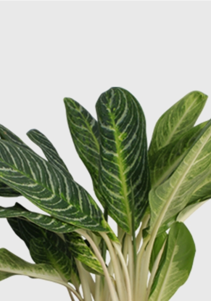 Аглаонема Кей Лайм 24/70 см