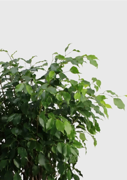 Фикус Бенджамина Экзотика цилиндр 27/120 см Фикус Бенджамина Экзотика цилиндр 27/120 см