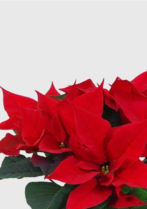 Пуансеттия 12/40 см в CUBE COLOR 14