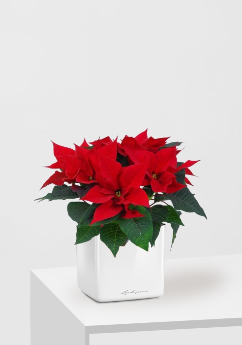 Пуансеттия 12/40 см в CUBE GLOSSY 16, белый блестящий