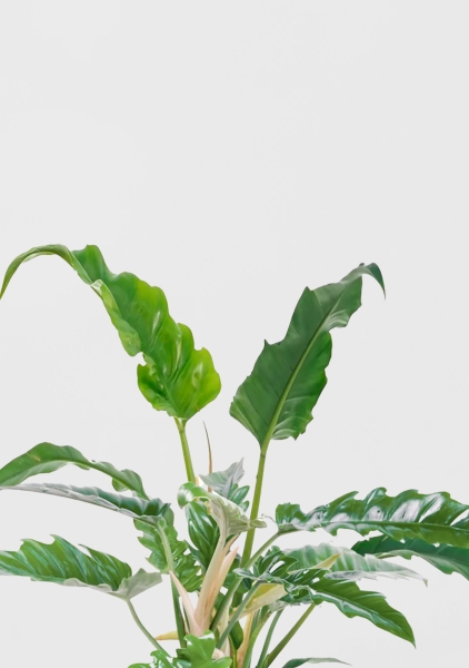 Филодендрон Нарроу 19/55 см в CLASSICO COLOR 28 Филодендрон Нарроу 19/55 см в CLASSICO COLOR 28