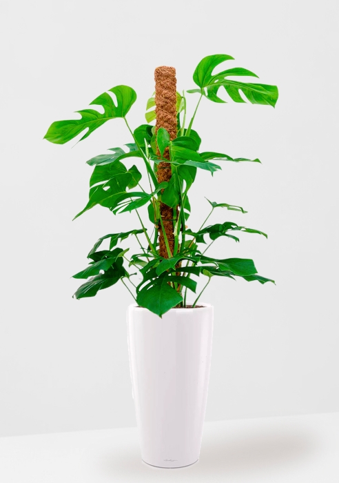 Монстера на опоре 27/130 см в RONDO 40, белый блестящий