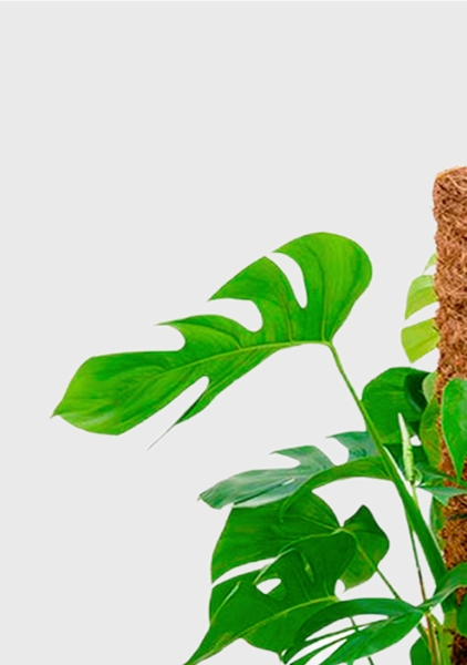 Монстера на опоре 27/130 см в CLASSICO LS 35 Монстера на опоре 27/130 см в CLASSICO LS 35