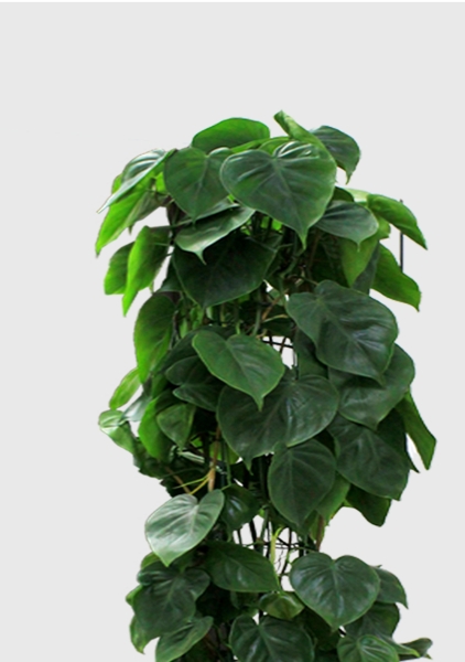 Филодендрон Сканденс на решетке 24/120 см в CUBE 30 Филодендрон Сканденс на решетке 24/120 см в CUBE 30