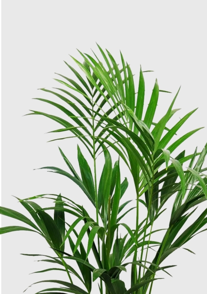 Ховея Кентия 24/150 см