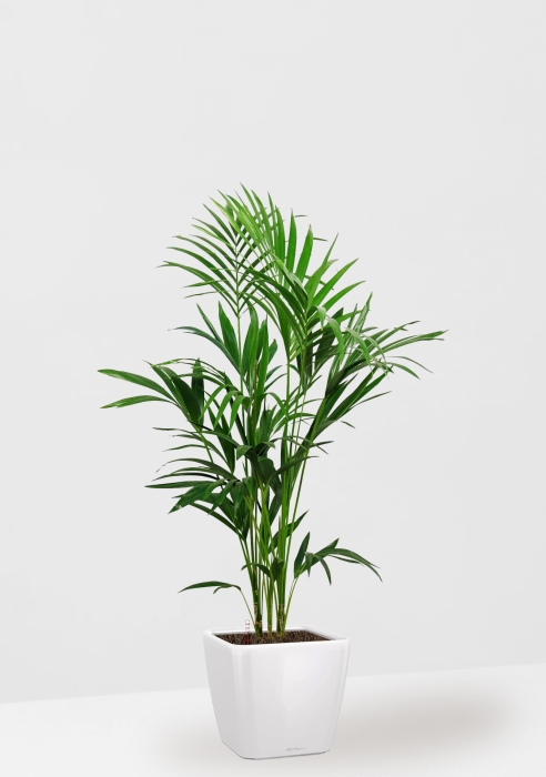 Ховея Кентия в QUADRO LS 28, белый блестящий 