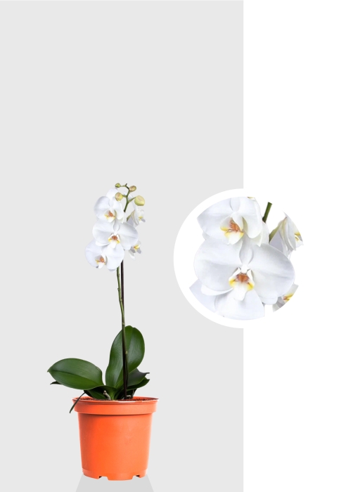 Орхидея Фаленопсис Софт Клауд 12/40 см