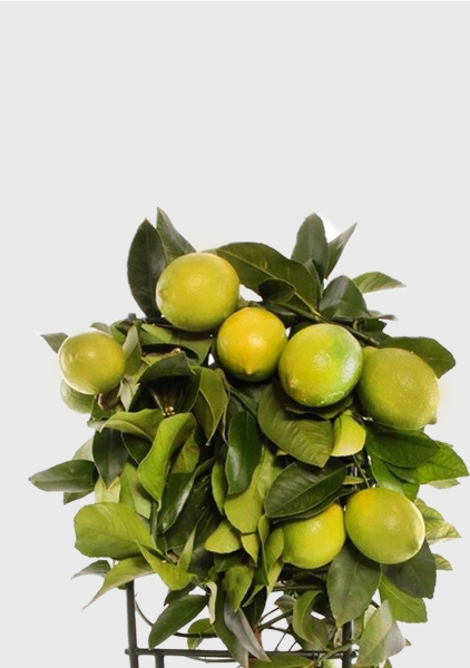 Цитрус Лимон на решетке 19/65 см в QUADRO LS 28 Цитрус Лимон на решетке 19/65 см в QUADRO LS 28
