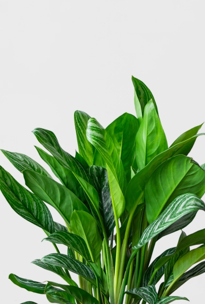 Аглаонема Страйп в CLASSICO COLOR 35