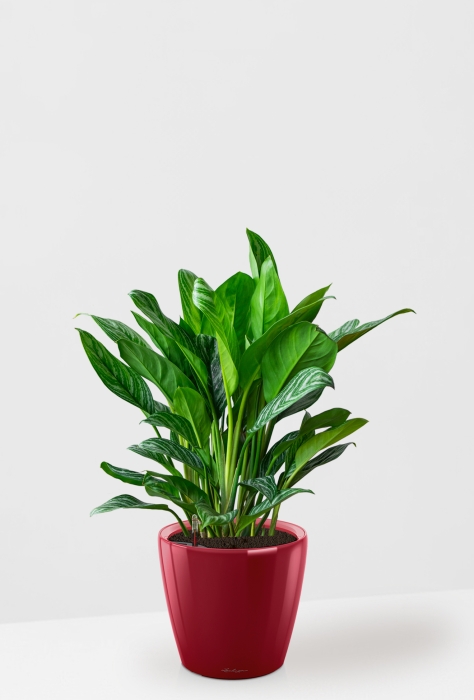 Аглаонема Страйп в CLASSICO LS 35, ярко-красный блестящий