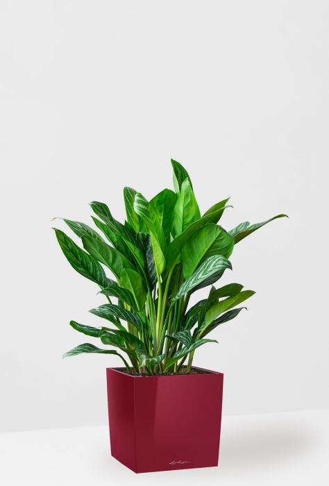 Аглаонема Страйп в CUBE 30, ярко-красный блестящий