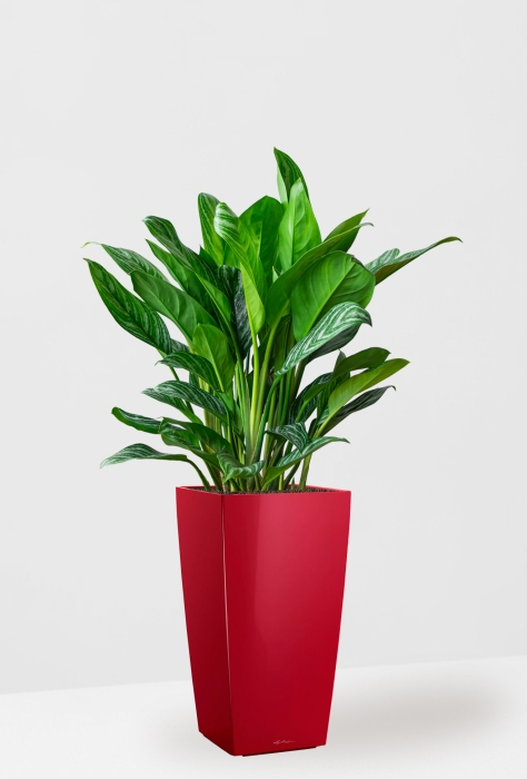 Аглаонема Страйп в CUBICO 30, ярко-красный блестящий