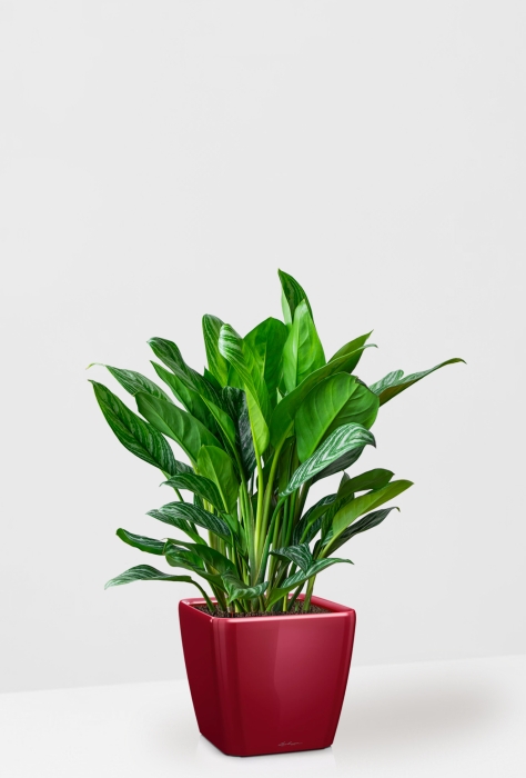 Аглаонема Страйп в QUADRO LS 35, ярко-красный блестящий