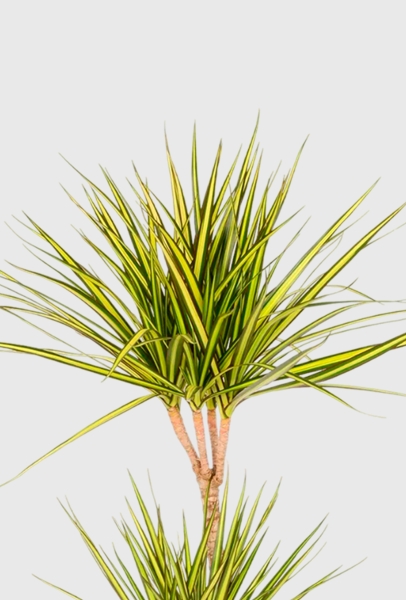 Драцена Маргината Санрей 2 ствола 17/70 см QUADRO LS 21