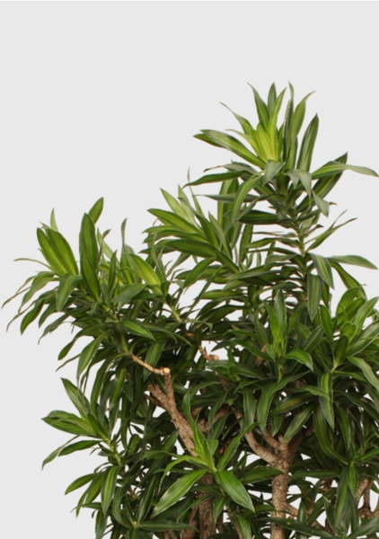 Драцена Песнь Ямайке 35/150 см