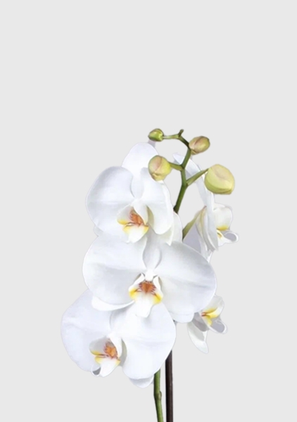 Орхидея Фаленопсис Софт Клауд 12/40 см в PURO 20