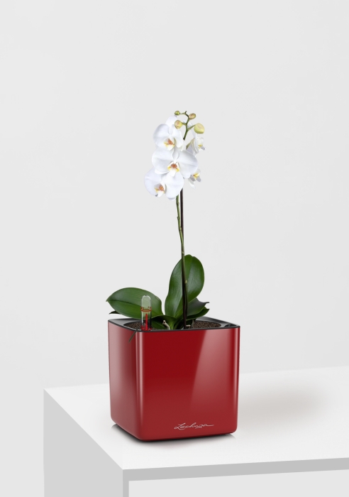 Орхидея Фаленопсис Софт Клауд 12/40 см в CUBE GLOSSY 14